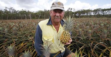 Pineapples bring good fortune to growers